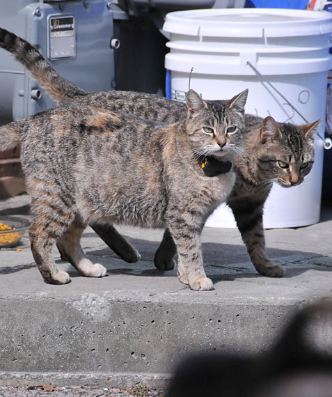 urban cats