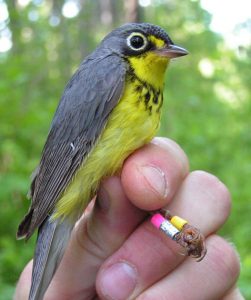 male Canada warbler